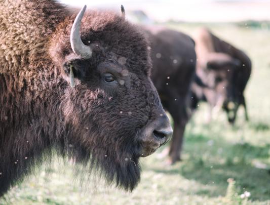 Bison standing on grass