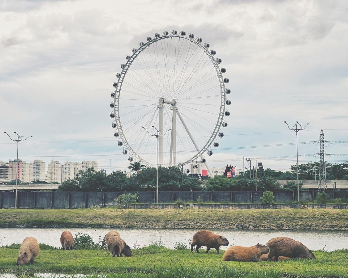 Wide-angle shot showing wild capybaras along a river in Sao Paulo, with a ferris wheel in the background