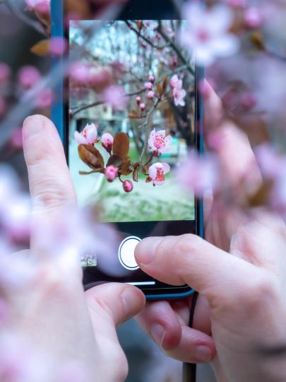 Person taking a photo of cherry blossoms on their phone, with a close-up on phone screen
