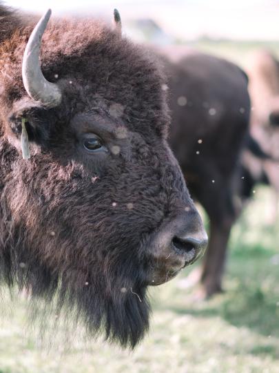 Bison standing on grass