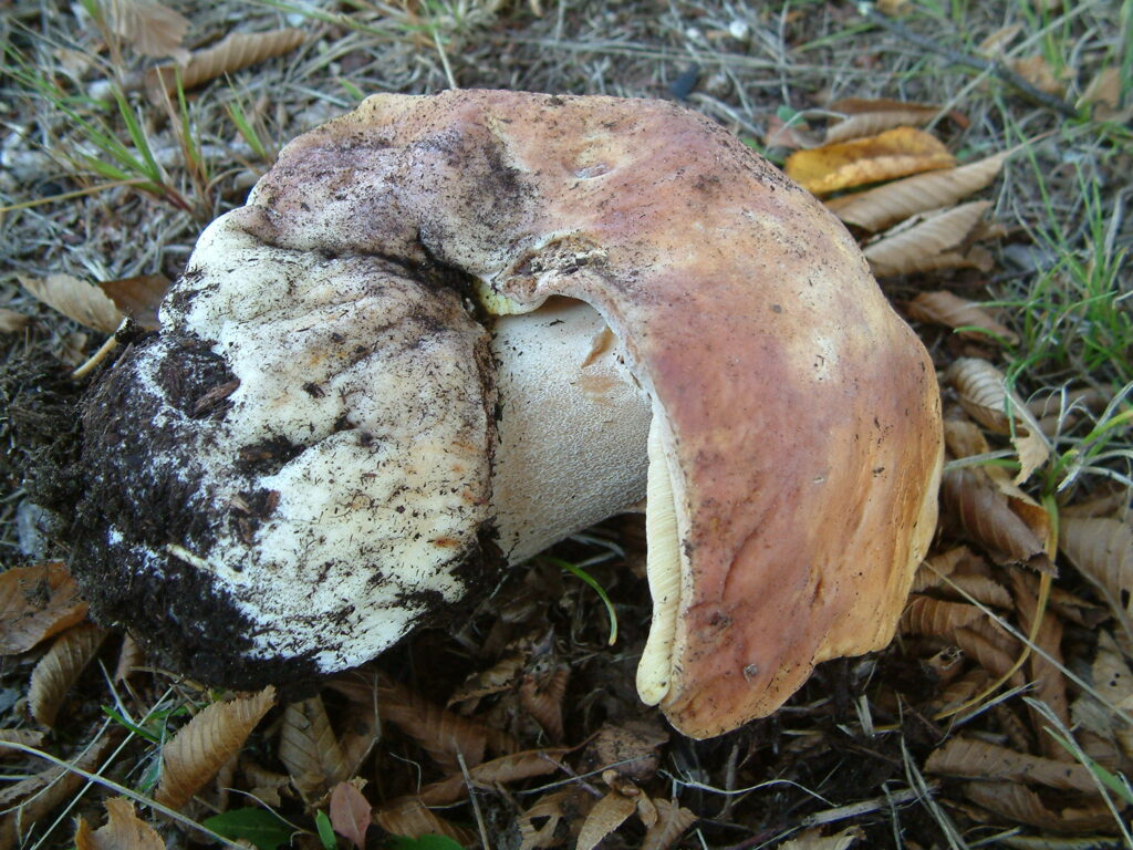 Mushrooms on ground