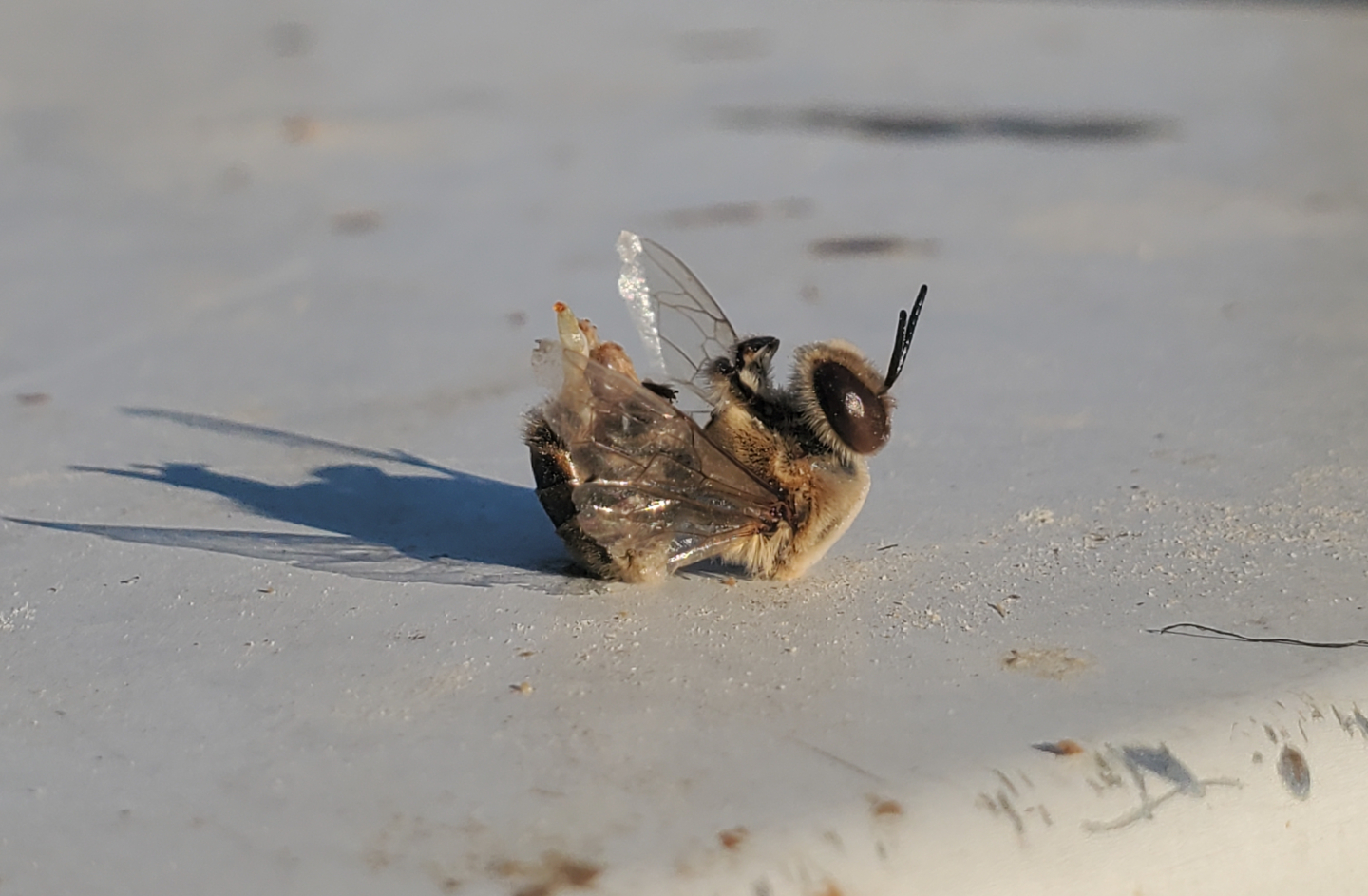 Dead honeybee drone on its back