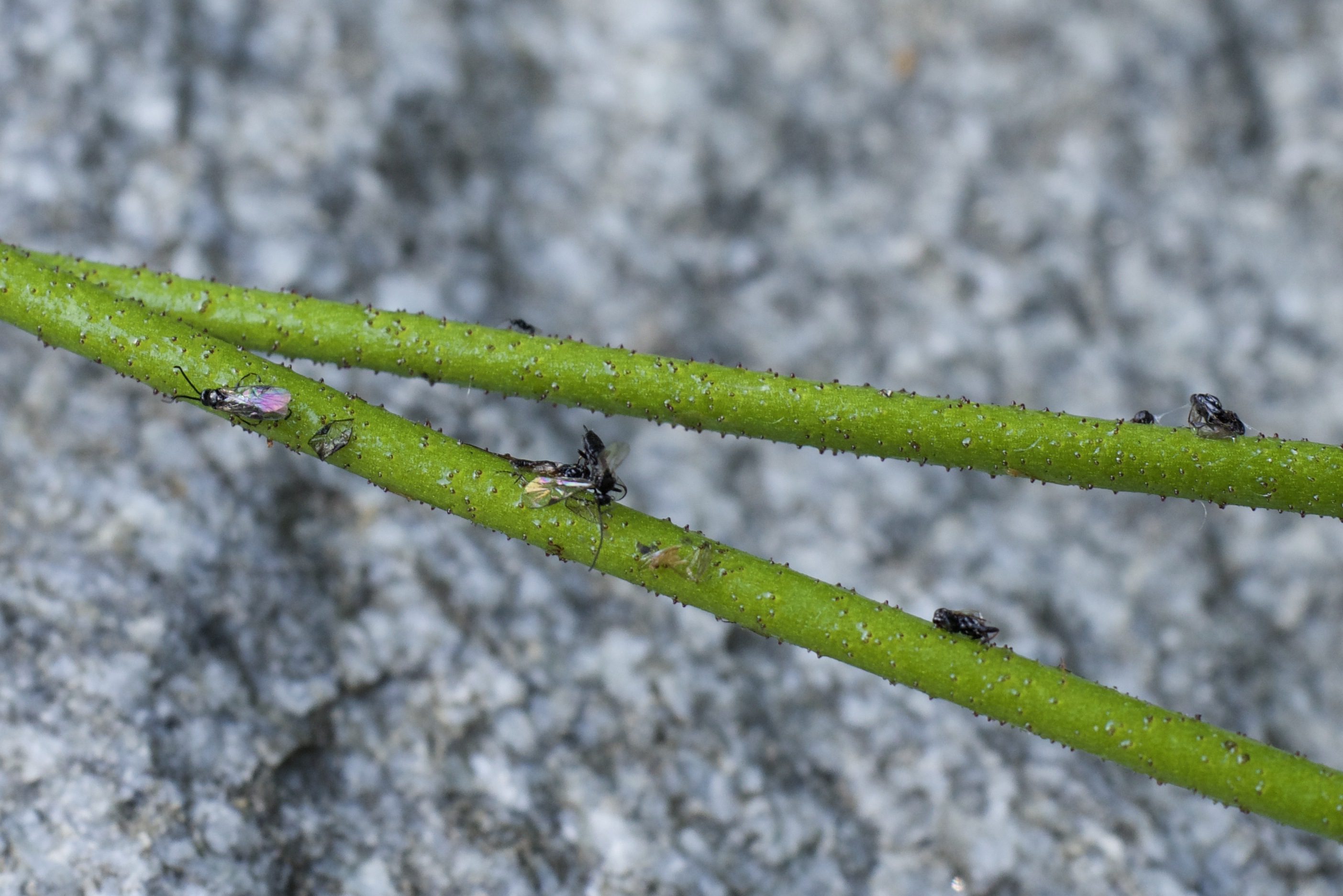Fresh field specimens are put on a stem of the plant.