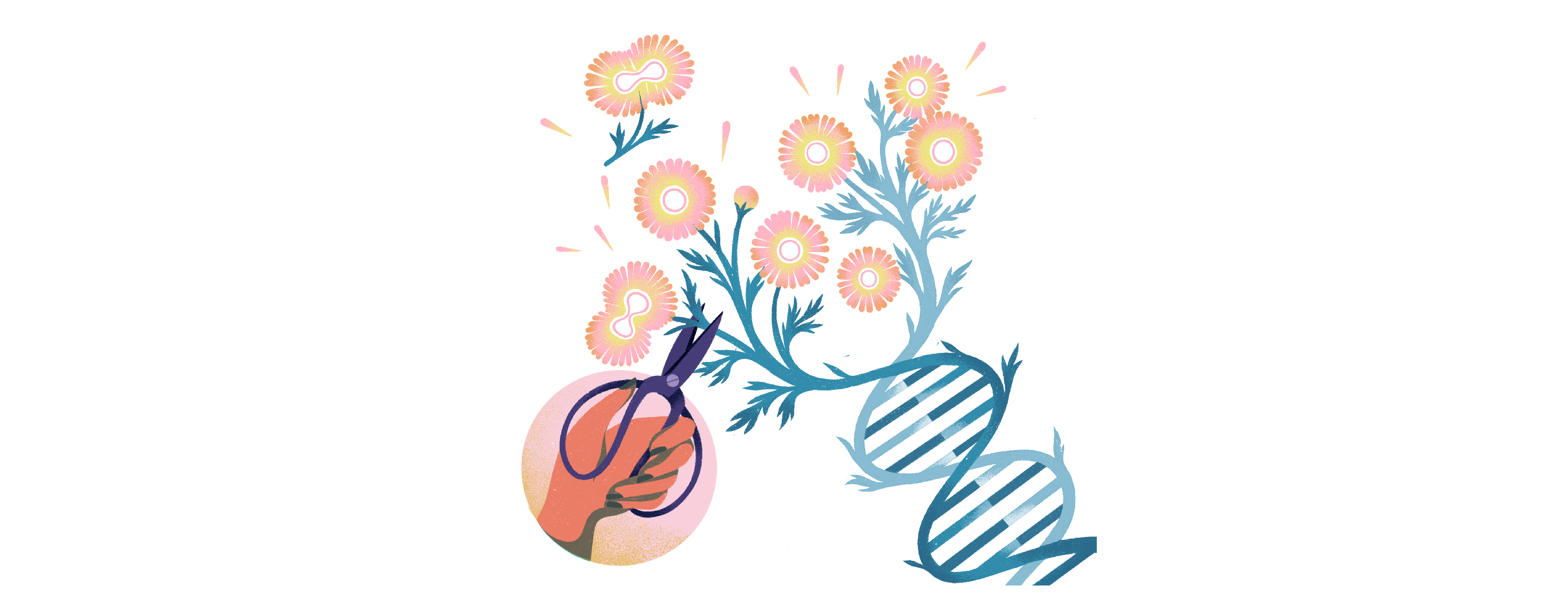 A drawing of a double helix, with flowers sprouting from the end and a human hand cutting the flowers with scissors.