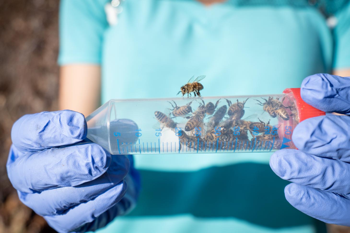 Dr. Alison McAfee holds research bees in tube