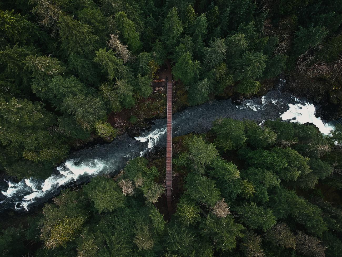 Acting as natural reservoirs, forests in watersheds release and purify water by slowing erosion and delaying its release into streams. Photo by Tristan McKenzie on Unsplash