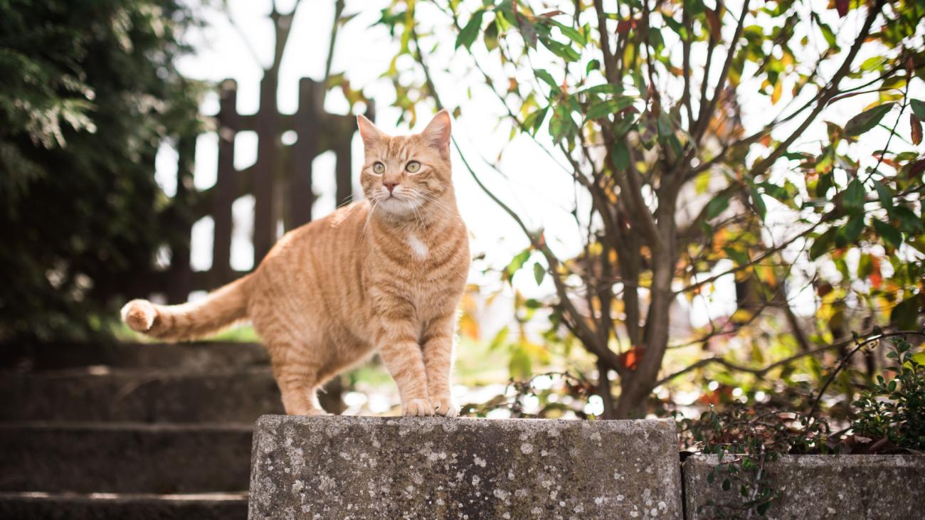 Cat stands alert on concrete wall in yard