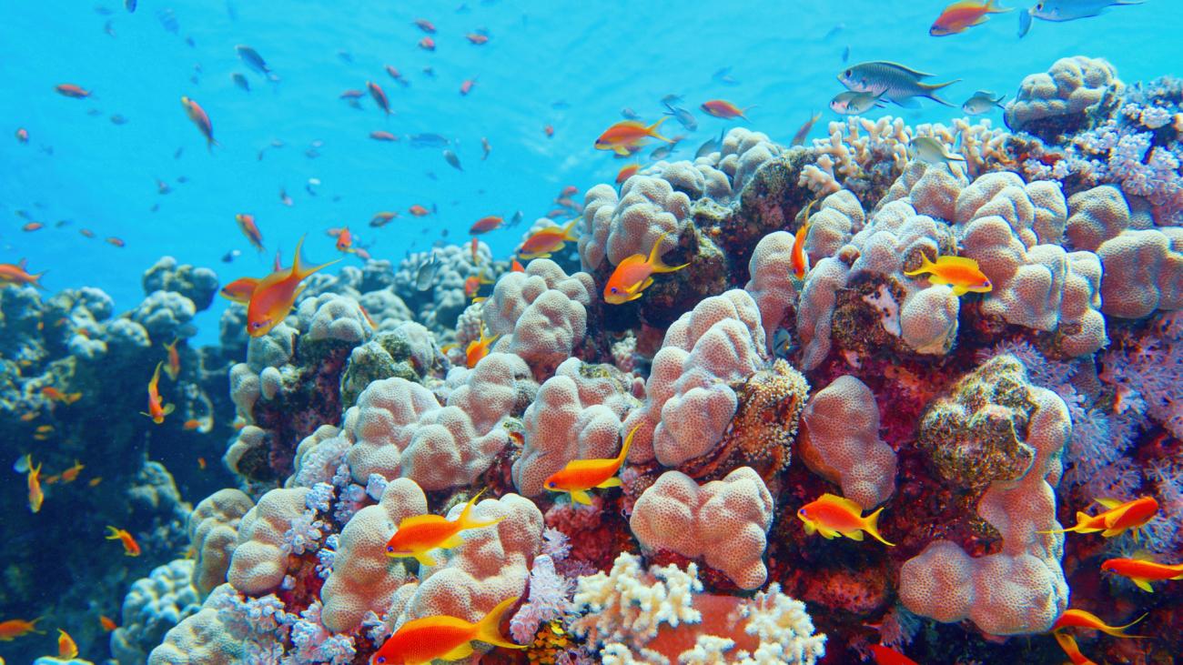 Sea life swimming near coral reef